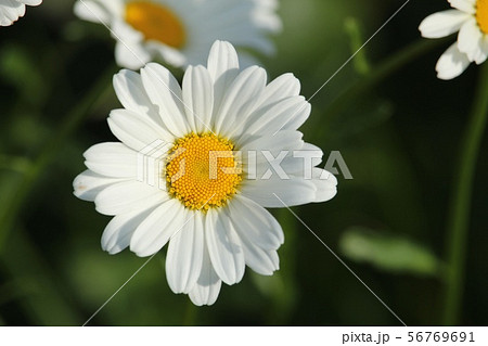 マーガレットに似た花の写真素材
