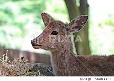 鹿 横顔 緑 耳の写真素材