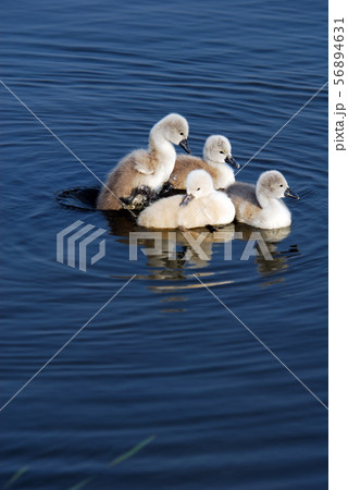 白鳥ひなの写真素材