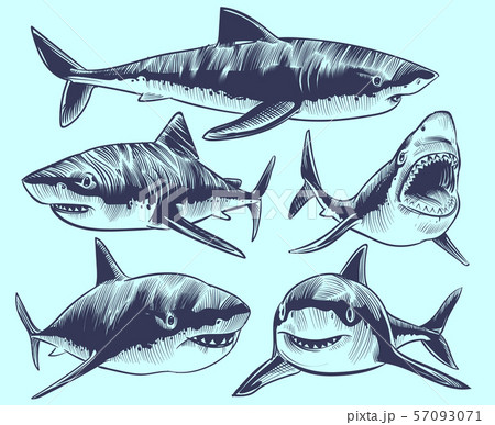 サメの口のイラスト素材