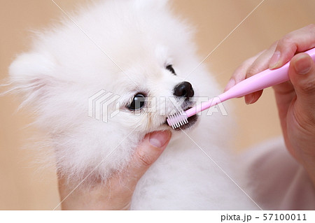 ペット 犬 歯磨き 虫歯の写真素材