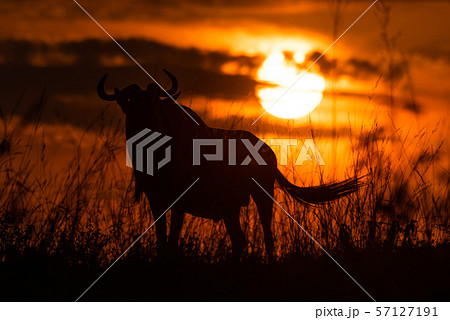 夕日 ケニア サバンナ アフリカ ケニヤ アフリカ大陸 夕焼けの写真素材