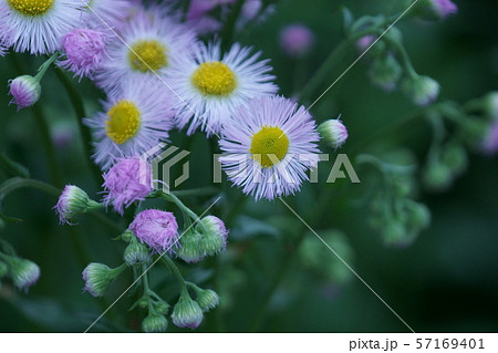 ハルシオン 花 雑草の写真素材