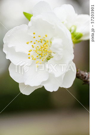桃の花 桃 花 白の写真素材