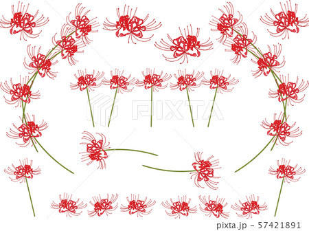 彼岸花 石蒜的向量圖素材集