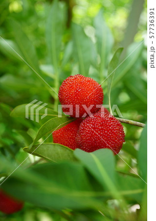 山桜桃 果実 赤い実の写真素材