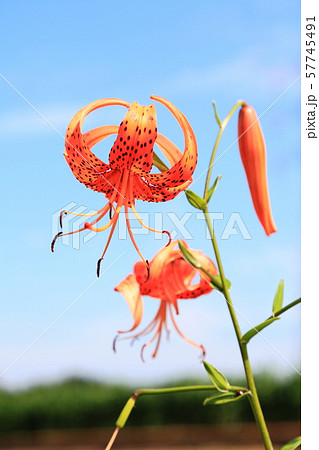 タイガーリリー 花の写真素材