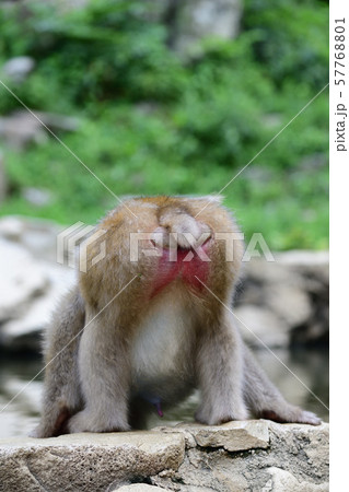 日本猿 ニホンザル 猿 後ろ姿の写真素材