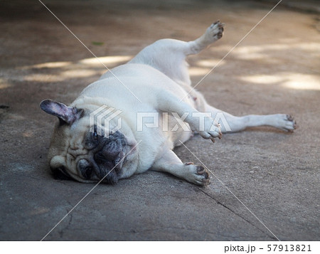 パグ 面白い ひょうきんの写真素材