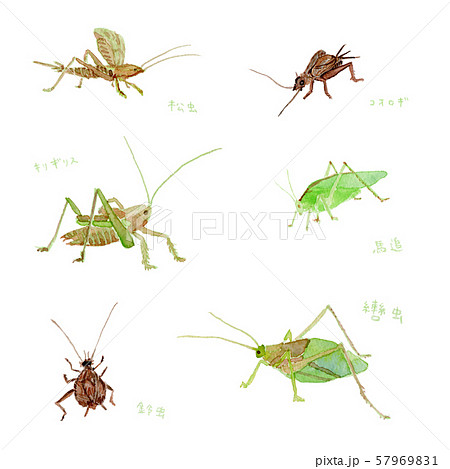 虫 コオロギ 昆虫 秋の虫のイラスト素材 Pixta