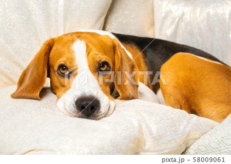 犬 寝てる クッション 可愛いの写真素材