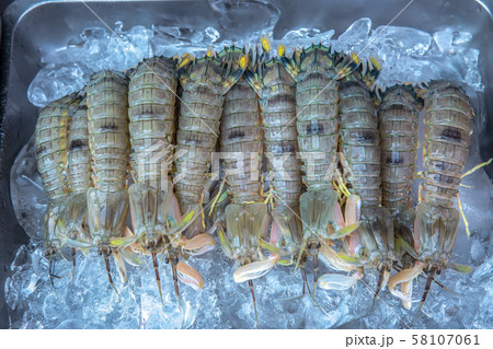 カマキリエビの写真素材