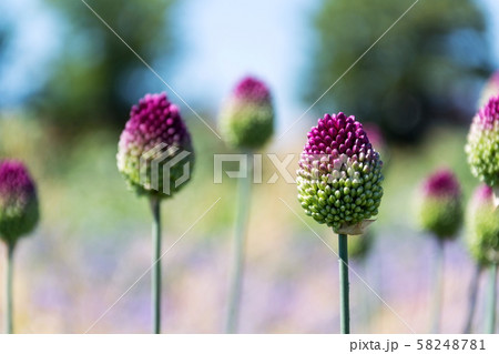 丸形の花 緑の茎 紫の花 紫の写真素材