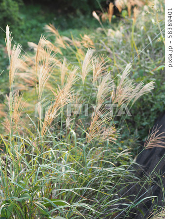 枯尾花 山野草 枯れ尾花の写真素材