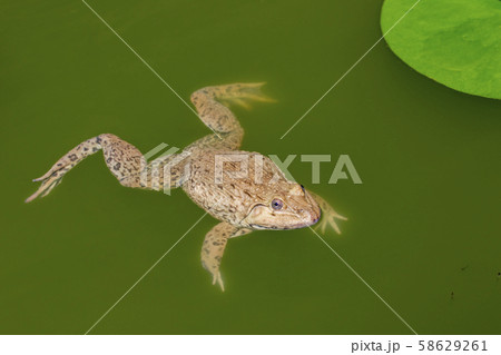 食用ガエルの写真素材