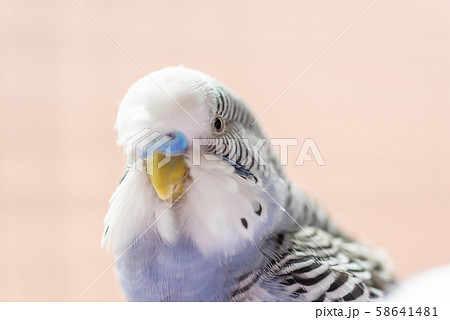 セキセイインコ 青 青い 青色の写真素材