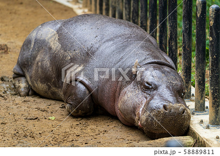 カバの写真素材集 ピクスタ