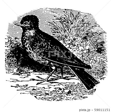 雲雀のイラスト素材