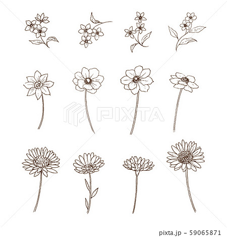 マリーゴールド 花 お花 手書きのイラスト素材