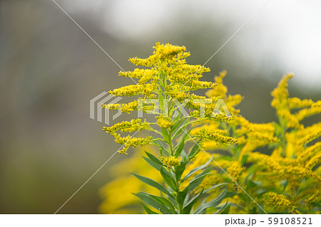 ブタクサ花粉の写真素材