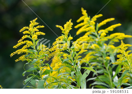 ブタクサ花粉の写真素材