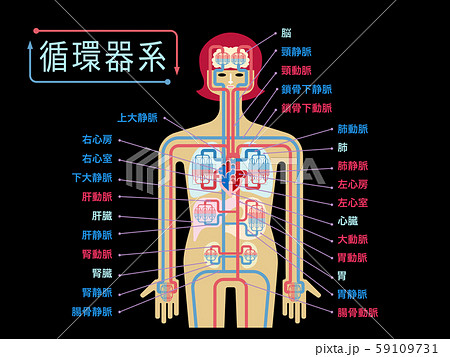 循環器系のイラスト素材