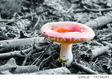 ベニタケ 菌 ピンク キノコの写真素材