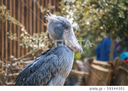 ハシビロコウ 鳥 横向き くちばしの写真素材 - PIXTA