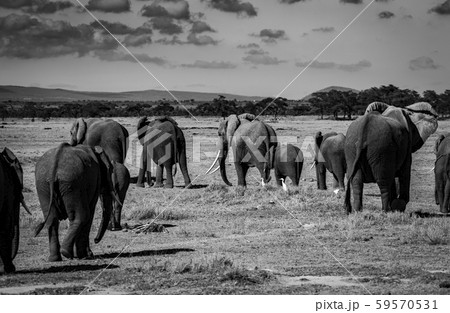 象の後ろ姿 動物の写真素材