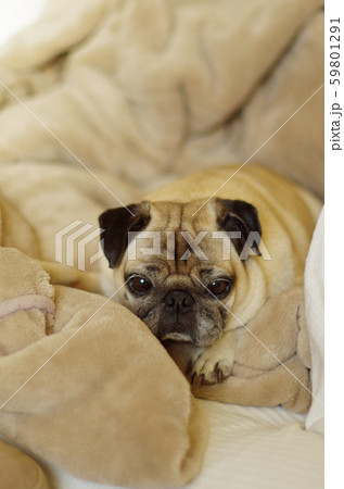 おもしろ犬の写真素材