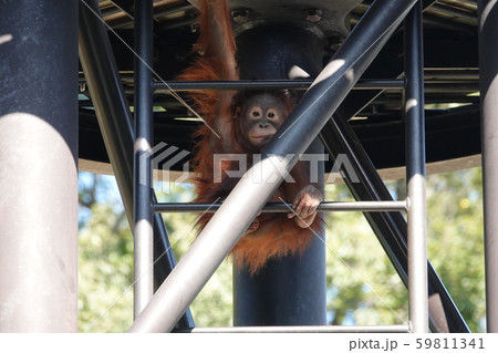 オランウータンの赤ちゃんの写真素材