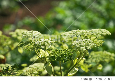 植物 アシタバ 明日葉 花の写真素材
