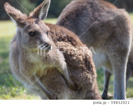 ワラビー 動物 生き物 かわいいの写真素材