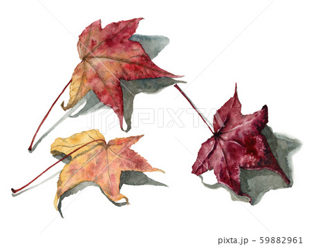 落ち葉 枯れ葉 秋 リアルのイラスト素材