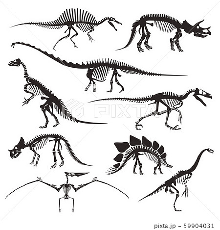 トリケラトプス 化石 骨格 骨の写真素材