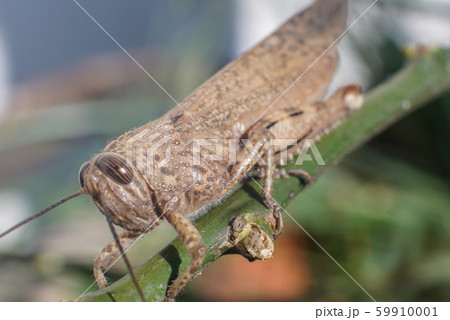 バッタ 虫 昆虫 正面の写真素材