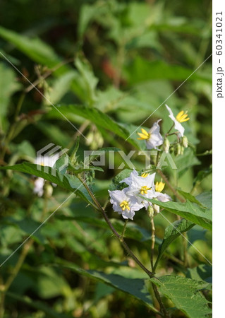 ナス科の雑草の写真素材