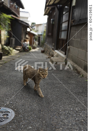 見つめる 猫 野良猫 まだら模様の写真素材 - PIXTA