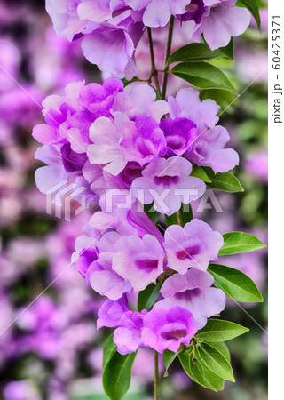 ガーリックバインの写真素材