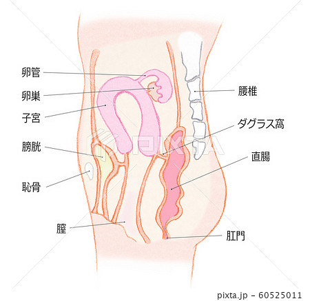 生殖器のイラスト素材