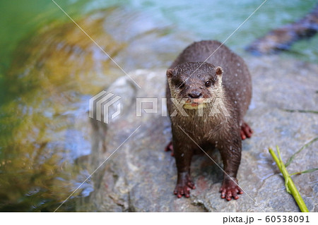 ゆるかわ かわいい ゆるキャラの写真素材