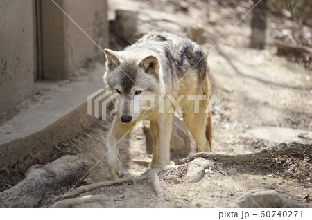 オオカミ 狼 の写真素材集 ピクスタ