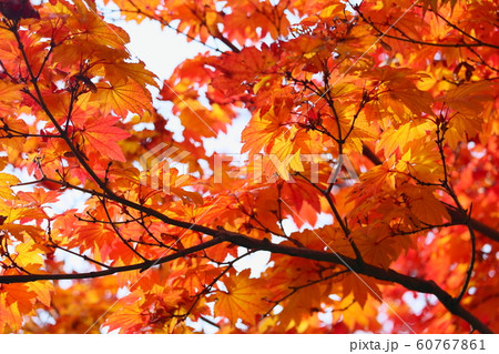 カエデ イタヤカエデ 葉 紅葉の写真素材