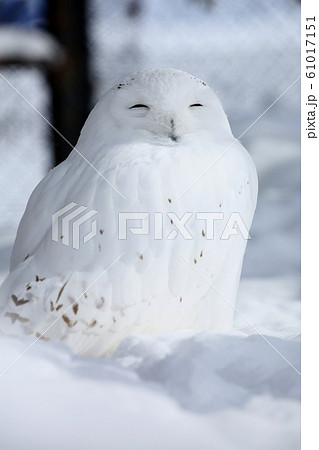 白フクロウ 笑顔 雪 鳥の写真素材