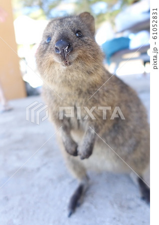世界一幸せな動物の写真素材