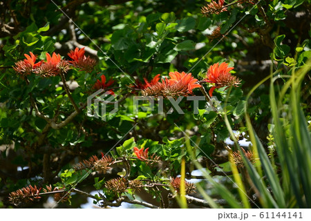 デイゴの花の写真素材