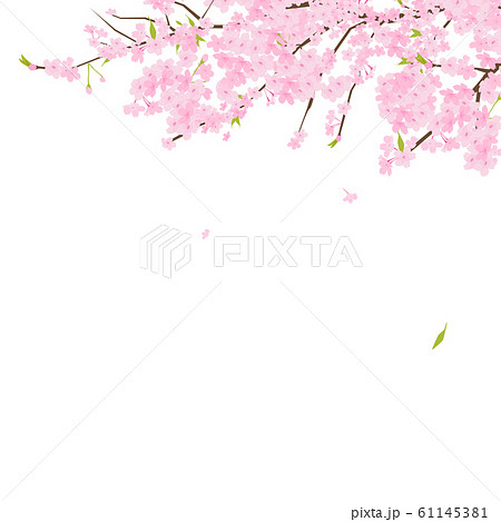 桜の蕾のイラスト素材