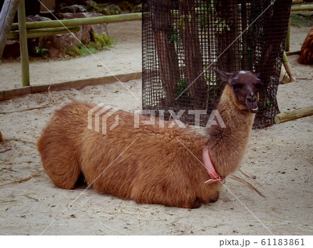 ラマ リャマ ジャマ 動物の写真素材