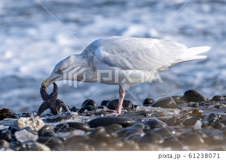 ヒトデ 海鳥 鳥 カモメの写真素材