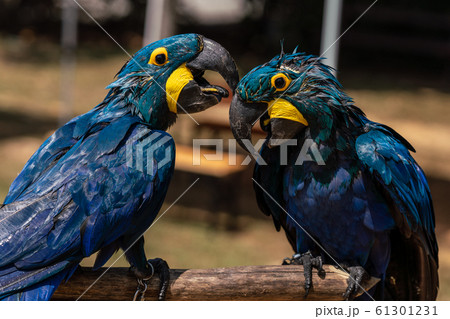 小鳥 インコ キス 黄色い鳥の写真素材